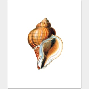 Snail house designer Posters and Art